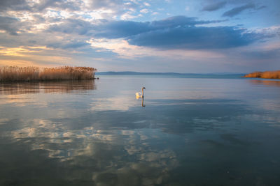 Scenic view of a lake with a swan against sky during sunset