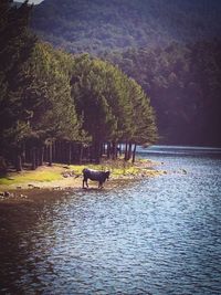 Scenic view of horse in water