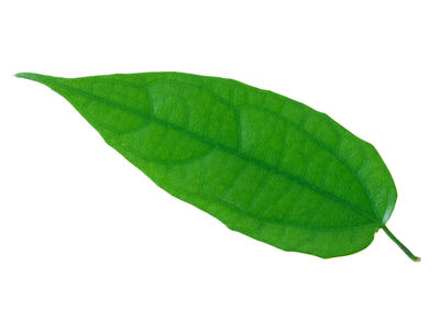 Close-up of green leaves on white background