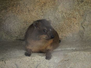 Dog with dog in background