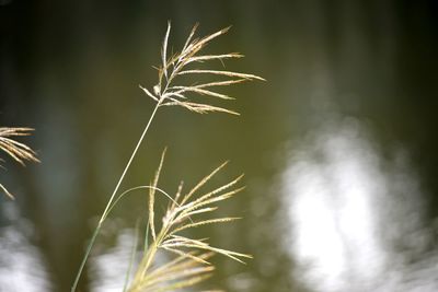 Close-up of stalks against blurred background