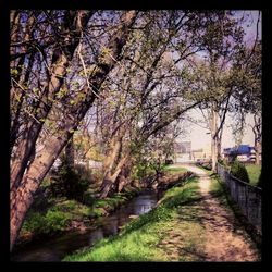 View of footpath along trees