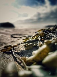 Close-up of leaf on beach