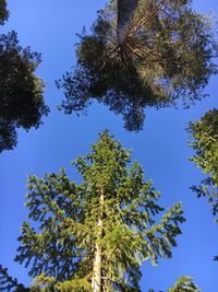 Low angle view of tree against clear blue sky