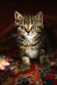 Close-up portrait of cat at home