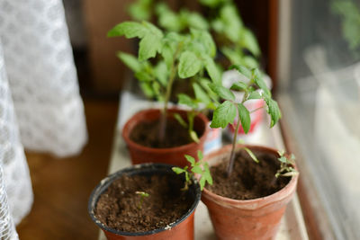 Close-up of potted plants