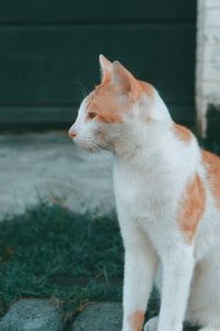 Close-up of a cat looking away