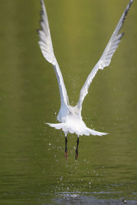 Bird flying over lake