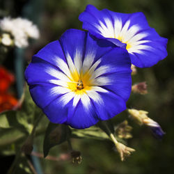 Close-up of purple flowering plant