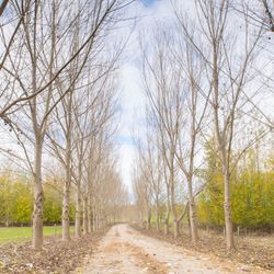 Road amidst bare trees during autumn