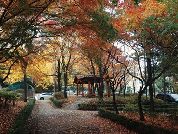 Road passing through forest