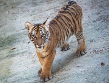 Close-up of tiger standing on street