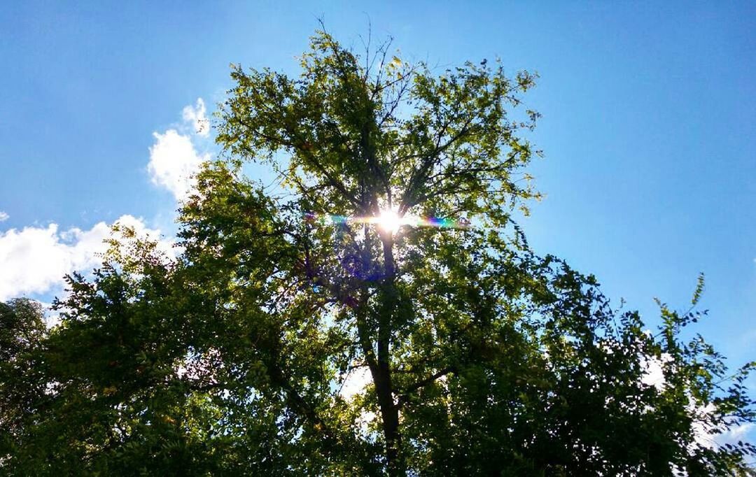 low angle view, tree, sun, sunbeam, sunlight, growth, lens flare, sky, tranquility, beauty in nature, nature, blue, sunny, scenics, branch, tranquil scene, bright, day, back lit, clear sky