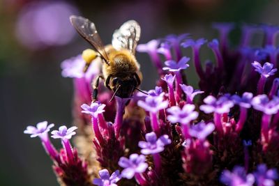 Close-up of bee pollinating on purple flower