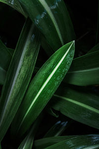 High angle view of fresh green leaf in water