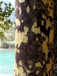 Close-up of tree trunk