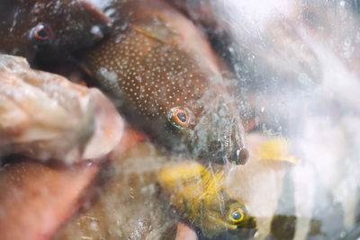 Close-up of fish swimming in sea