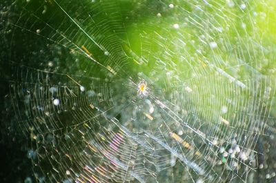 Full frame shot of spider web