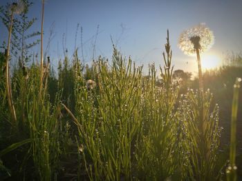 Plants growing on field against sky