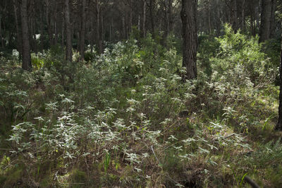 Trees growing in forest