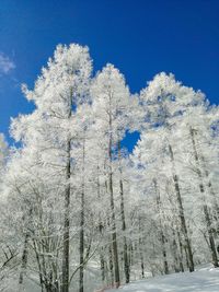 Low angle view of snow covered tree against blue sky