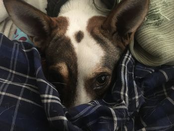 Close-up portrait of a dog resting