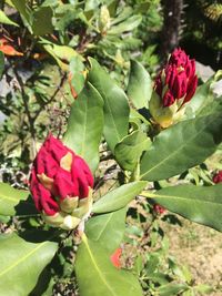 Close-up of red flowers