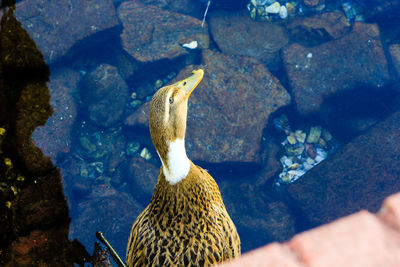 Duck at lakeshore