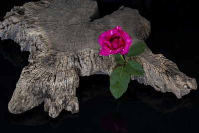 Close-up of pink rose