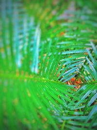 Close-up of wet leaves on land