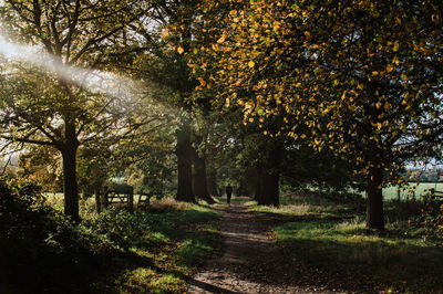 Trees in autumn