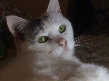 Close-up portrait of a cat