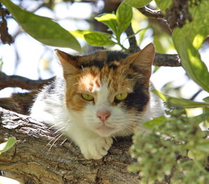 Portrait of a cat