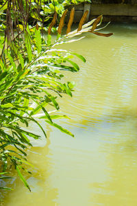 High angle view of leaf floating on lake