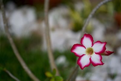 Close-up of red flower blooming outdoors