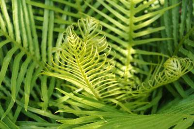 Close-up of fern leaves