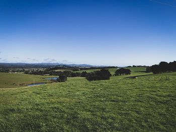 Scenic view of field against clear sky
