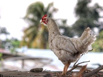 Side view of a bird against blurred background