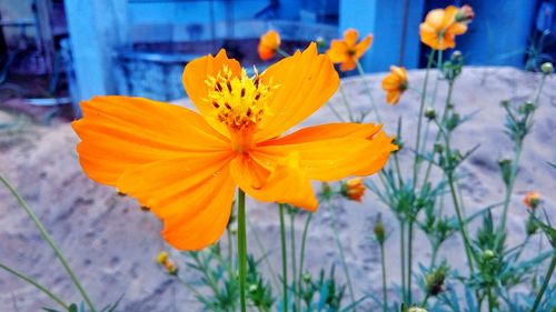 Close-up of yellow flowers blooming outdoors