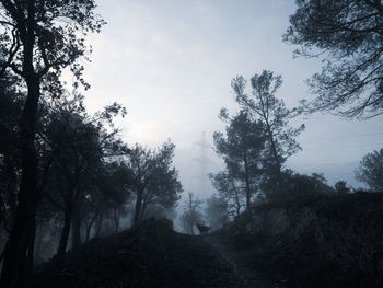 Silhouette trees in forest against sky