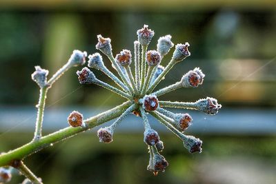 Close-up of frozen plant