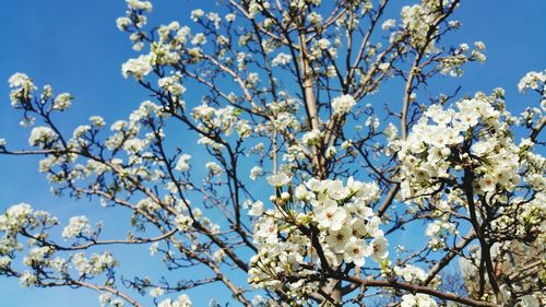 Low angle view of flowers blooming on tree