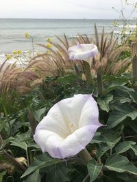 Close-up of white flower