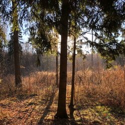 Trees on field in forest