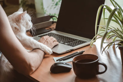 Cat looking at camera on table