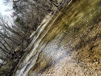 Reflection of trees in water