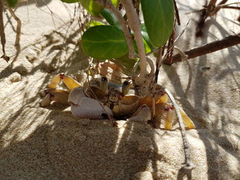 Close-up of insect on plant