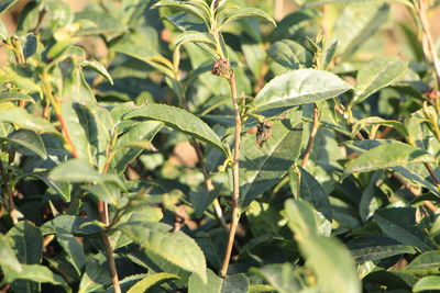 Close-up of plant