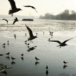 Seagulls flying over lake against sky