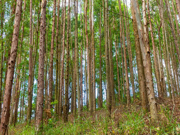 View of trees in forest